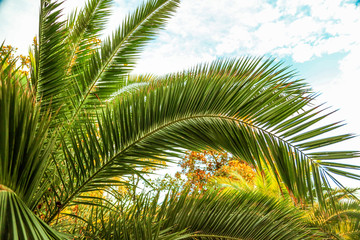 Fototapeta premium Palm trees in the park. Subtropical climate