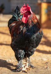 Portrait of a rooster on a farm