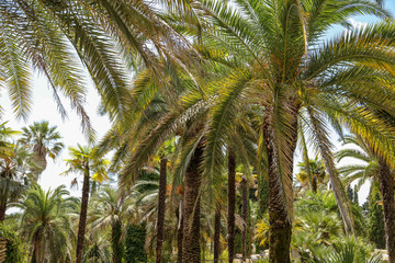 Palm trees in the park. Subtropical climate