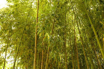 Bamboo stalks in the park as a background © schankz
