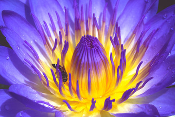 Beautiful purple lotus in pond