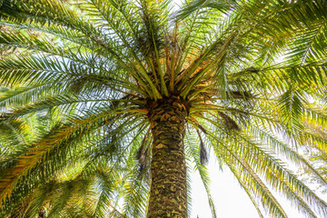 Obraz premium Palm trees in the park. Subtropical climate