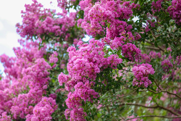 Beautiful pink flowers on a tree in the park
