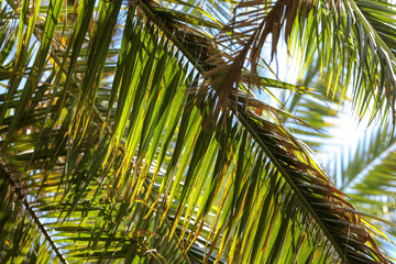 Obraz premium Palm trees in the park. Subtropical climate