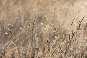 Fototapeta premium Dry grass in the morning at sunrise
