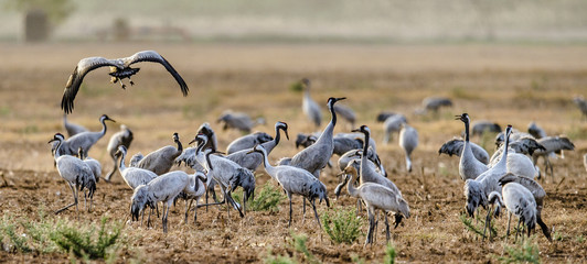 Flock of Cranes in the field. The common crane (Grus grus), also known as the Eurasian crane.