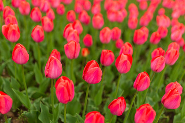 Fototapeta premium Pink tulips in the park as background
