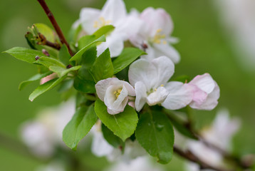 Flowers on the branches of apple trees in spring