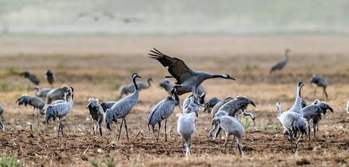 Flock of Cranes in the field. The common crane (Grus grus), also known as the Eurasian crane.