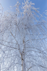Frozen branches on a tree against a blue sky