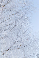 Frozen branches on a tree against a blue sky