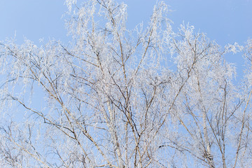 Fototapeta na wymiar Frozen branches on a tree against a blue sky