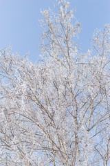 Fototapeta premium Frozen branches on a tree against a blue sky