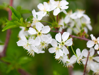 Flowers on the branches of cherry in spring