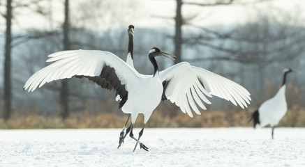 Dancing Cranes. The ritual marriage dance of cranes. The red-crowned crane. Scientific name: Grus japonensis, also called the Japanese crane or Manchurian crane, is a large East Asian Crane.