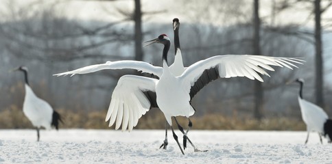 Dancing Cranes. The ritual marriage dance of cranes. The red-crowned crane. Scientific name: Grus japonensis, also called the Japanese crane or Manchurian crane, is a large East Asian Crane.