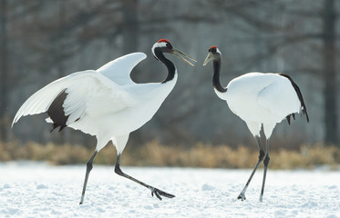 Dancing Cranes. The ritual marriage dance of cranes. The red-crowned crane. Scientific name: Grus japonensis, also called the Japanese crane or Manchurian crane, is a large East Asian Crane.