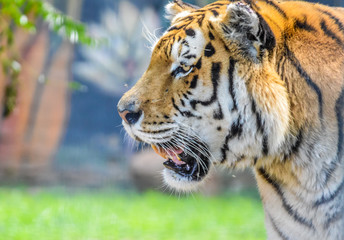 Cute and beautiful Bengal tiger in a zoo in South Africa