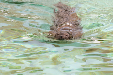 Zoo Veszprém in Hungary and Budapest