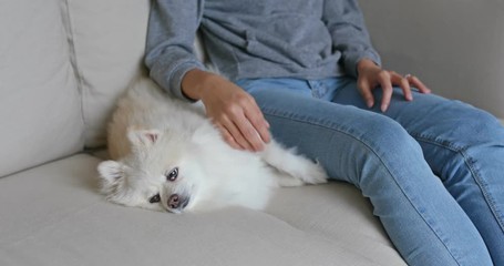 Woman touch on her pomeranian dog