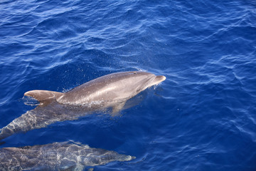 Großer Tümmler (Tursiops truncatus) im Atlantik. Kanarische Inseln © Benshot