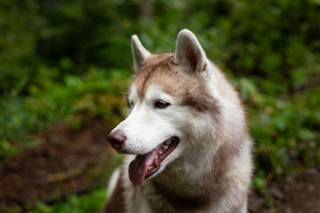 Obraz premium Beautiful dog breed siberian husky in the forest on rainy day