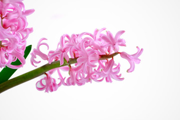 Pink hyacinth flower