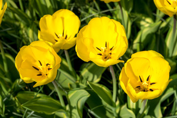 Fototapeta premium Netherlands,Lisse, a yellow flower