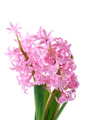 Pink hyacinth flower