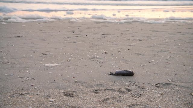 Closeup Of Dead Fish Washed Up During Red Tide Algae Bloom Toxic In Naples Beach In Florida Gulf Of Mexico During Sunset On Sand