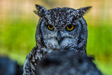 Portrait closeup of a cute and beautiful spotted eagle owl in a zoo in South Africa