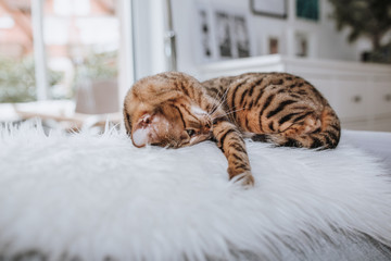 Bengalkatze Hauskatze Rassekatze