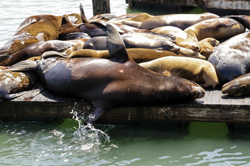 Pier 39 in San Francisco with sea lions on wooden platforms
