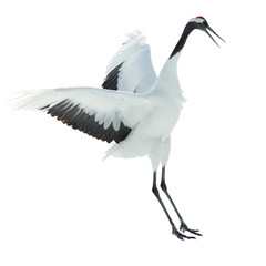 Dancing Crane. The ritual marriage dance. Isolated on white. The red-crowned crane. Scientific name: Grus japonensis, also called the Japanese  or Manchurian crane, is a large East Asian Crane.