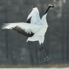 Dancing Crane. The ritual marriage dance. The red-crowned crane. Scientific name: Grus japonensis, also called the Japanese  or Manchurian crane, is a large East Asian Crane.