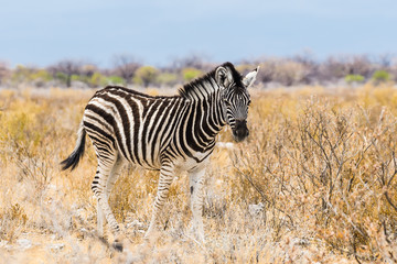 Fototapeta na wymiar Zebra im Etosha Nationalpark in Namibia