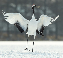 Dancing Crane. The ritual marriage dance. The red-crowned crane. Scientific name: Grus japonensis, also called the Japanese  or Manchurian crane, is a large East Asian Crane.