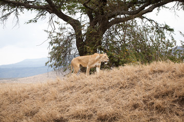 Big and gracious lioness (Panthera Leo) walking in the bush in Ngorongoro National park, Tanzania.