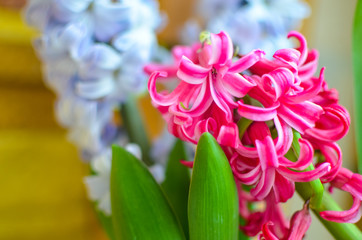 Fototapeta premium Bouquet with pink and blue hyacinth. selective focus.