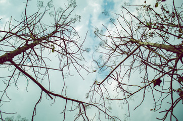 The tree that leaves fall, leaving only the branches and soft tops.