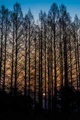 メタセコイアの木