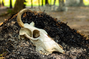 Cow horn or cow skull,as jewelry people often popular home decoration for beauty  horn bones brown at bend but one side deduct place put on the leaves burning.