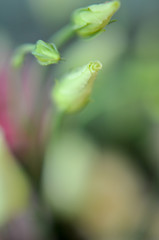 White eustoma bud in the beautiful tender bouquet