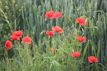 Obraz premium Coquelicots dans les champs