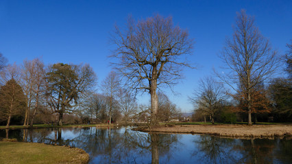 Fototapeta na wymiar öffentlicher Park von Schloss Favorit, am See in Förch mit hohen Bäumen