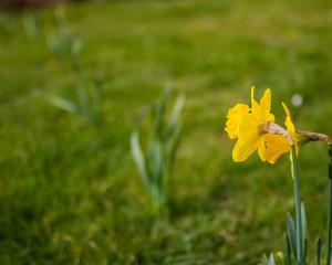 Close up of wild daffodil in bloom