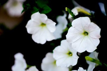 Fototapeta na wymiar White Flowers