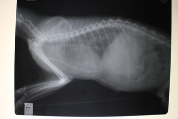 X-ray image of thorax and abdominal cavity of cat