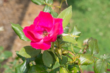 red rose in the garden