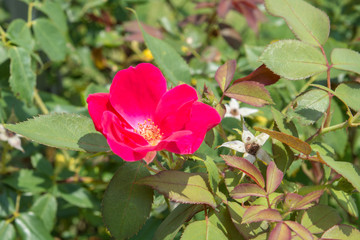 red rose in the garden